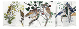 FNC-64A Field Notes Birds and Trees of North America | Pack A  3-Pack - Stars and Stripes 