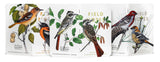 FNC-64B Field Notes Birds and Trees of North America | Pack B  3-Pack - Stars and Stripes 